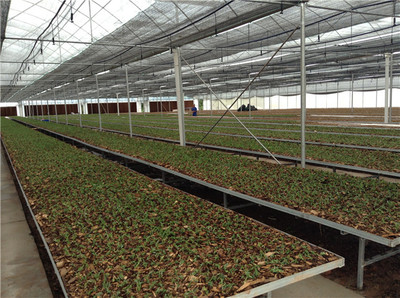 四川蔬菜温室大棚 科学种植与高产管理指南