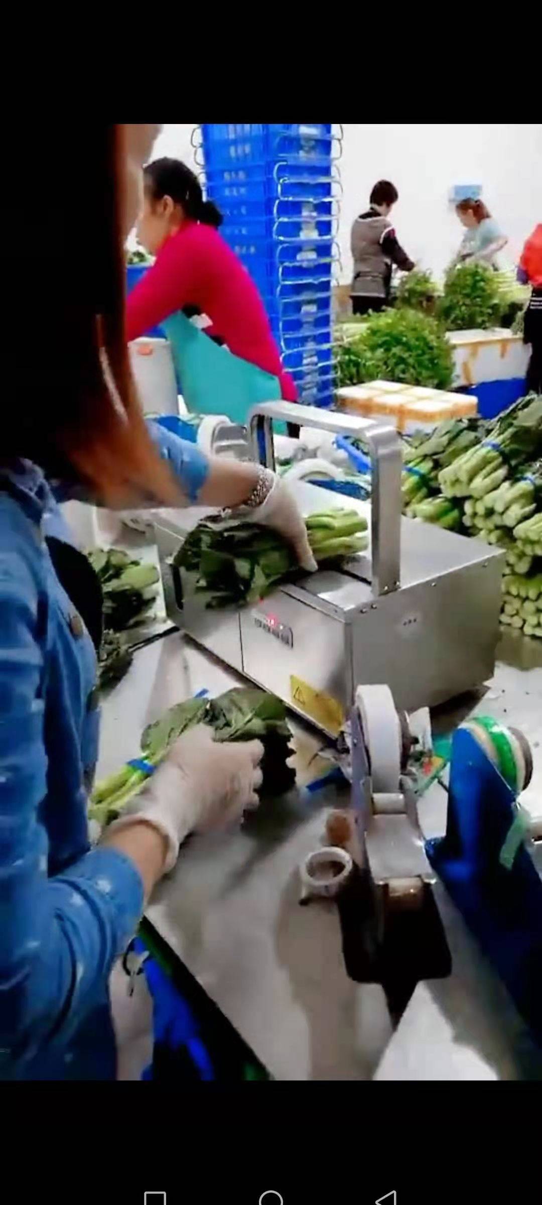 蔬菜工厂的智能逆袭 一台设备如何让销量翻番