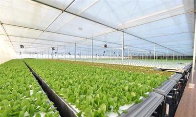 京东年货节送健康 蔬菜领衔，健康食品、家电与在线问诊成春节必备品