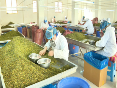 张掖市农业农村局 戈壁蔬菜种出乡村振兴“幸福味”