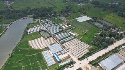 平桥区 “合作社+特色农业”绘就富民新画卷