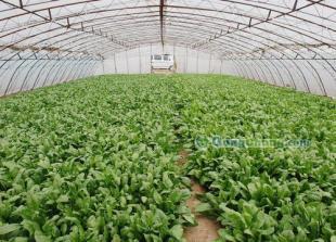 厂家直供绿色无公害蔬菜 从田间到餐桌的健康源泉