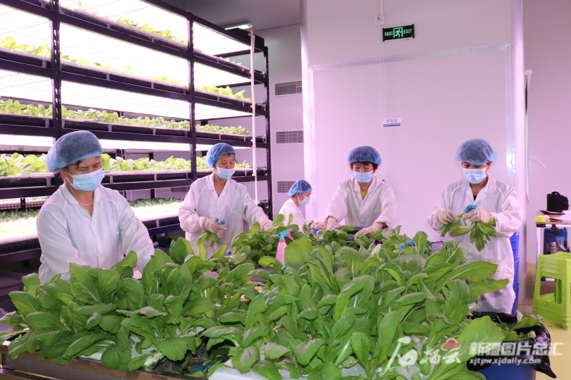 新疆防疫生产两手抓 优化供给保民生——蔬菜产业稳产保供纪实
