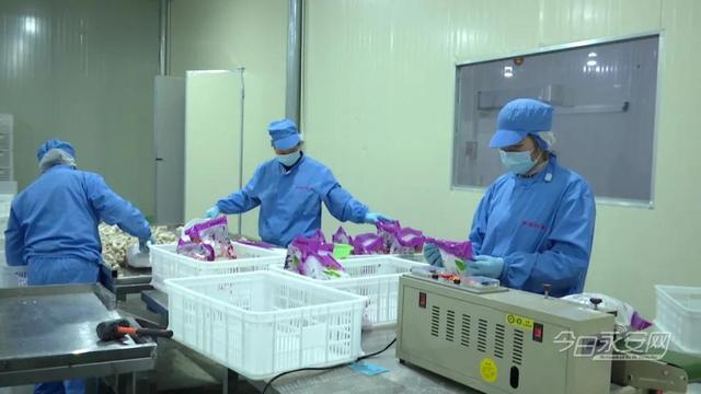 安砂镇 深加工激活“土特产” 蔬菜就地转化增值跑出振兴加速度